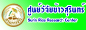 surin rice research